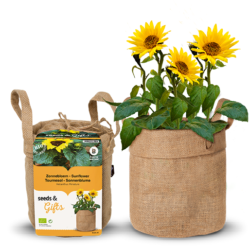 Bio Sunflower