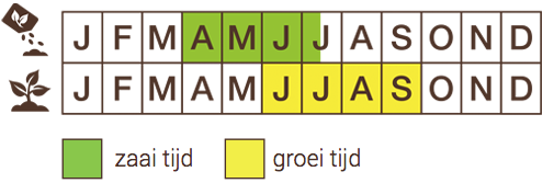 Zaaischema Rode biet kogel 2